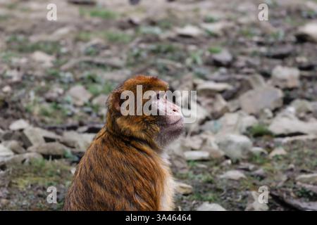 Barbary Macaque Macaca Sylvanus seduto a Rocky Ground. Un macaco barbario seduto su un terreno roccioso, guardando di lato. Foto Stock