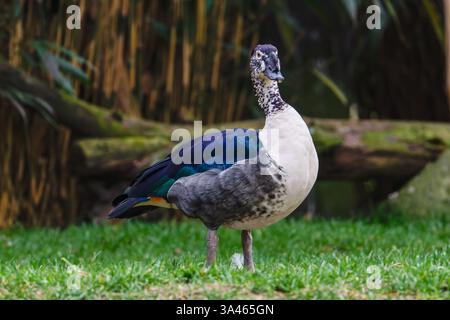 Anatra moscovita con piume iridescenti. Un'anatra moscovita in piedi sull'erba con uno sfondo naturale sfocato, che mostra il suo distintivo bianco e nero Foto Stock