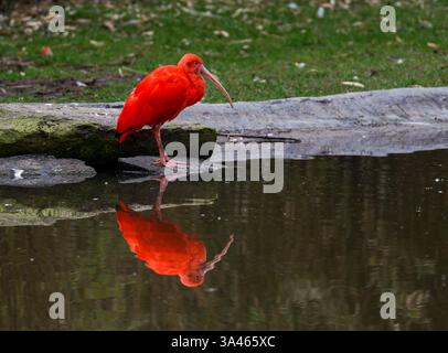 Scarlet Ibis, Eudocimus ruber riflesso dallo stagno. Un vibrante ibis scarlatto si erge su una roccia vicino a uno stagno, il cui riflesso è visibile nell'acqua. Foto Stock