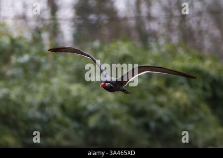 Uccello con Dark Plumage e Red Beak in Flight. Un uccello con piumaggio scuro, larosterna inca e un becco rosso che vola su uno sfondo verde sfocato. Foto Stock