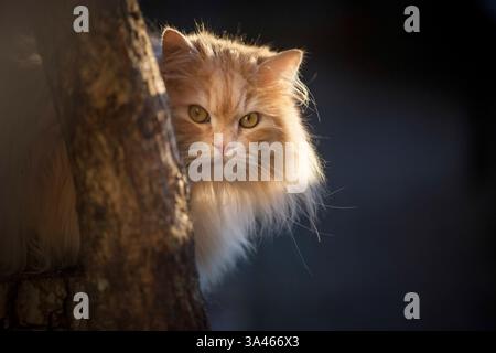Il tedesco Longhair tomcat Foto Stock