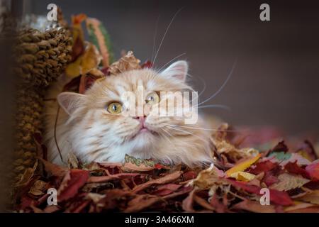 Il tedesco Longhair tomcat Foto Stock