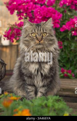 Il tedesco Longhair tomcat Foto Stock