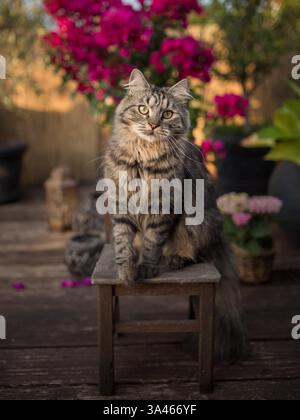 Il tedesco Longhair tomcat Foto Stock