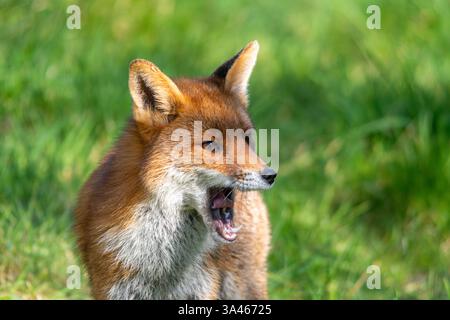 Fox (Vulpes vulpes), primo piano di una giovane volpe in Inghilterra, Regno Unito. Il cucciolo di volpe sbadiglia Foto Stock