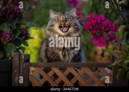 Il tedesco Longhair tomcat Foto Stock