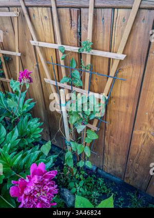 Un traliccio in legno sostiene piante rampicanti verdi contro una recinzione rustica in legno in un giardino. Nelle vicinanze fioriscono vivaci fiori rosa, che aggiungono colore al natu Foto Stock