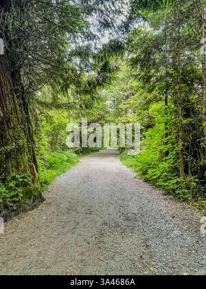 Un sentiero di ghiaia serpeggiante passa attraverso una lussureggiante foresta verde, fiancheggiata da alberi torreggianti e dalla fitta vegetazione. Un percorso naturalistico panoramico sotto il morbido dif Foto Stock