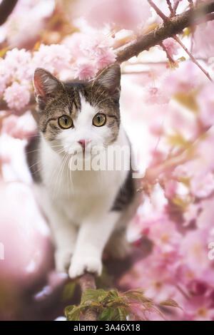 gatto Foto Stock