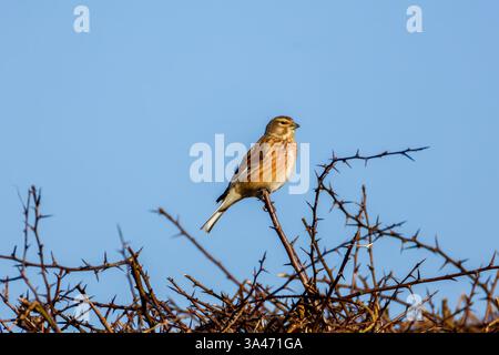 Il linnet comune (Linaria cannabina) un piccolo uccello passerino della famiglia dei finch, che si rilassa al sole su un ramo Foto Stock