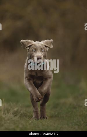 Giovani Labrador Retriever Foto Stock