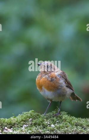 European Robin [ erithacus rubecula ] uccello giovanile quasi in piume adulte piume piume piene Foto Stock