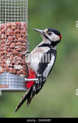 Grande picchio maculato [ Dendrocopos Major ] uccello maschio appeso al foraggio di arachidi da giardino Foto Stock