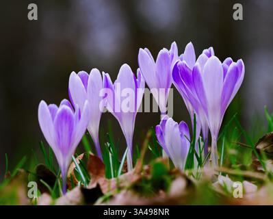 croci viola che crescono in natura in primavera Foto Stock