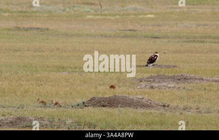 20 agosto 2014 - Calgary, AB, Canada - cani praterie e un giovane falco ferruginoso nel Parco Nazionale di Grasslands vicino a Val Marie, Sask., martedì 19 agosto 2014. Mike Drew/Calgary Sun/QMI Agency (immagine di credito: © Mike Drew/QMI Agency/ZUMA Wire) Foto Stock