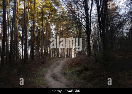 Il percorso attraverso la foresta Foto Stock