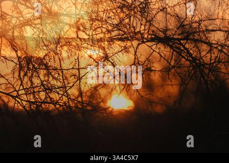 Tramonto nel deserto di Sonora, Tucson, Arizona, Stati Uniti Foto Stock