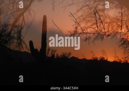Tramonto nel deserto di Sonora, Tucson, Arizona, Stati Uniti Foto Stock
