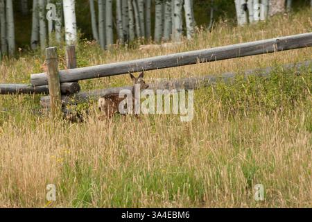 Un cervo fawn si fa strada attraverso l'erba alta Foto Stock