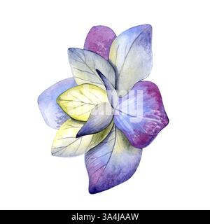 Acquerello del fiore di ortensia viola giallo. Dipinto a mano su sfondo bianco. Ottimo per cartoline, inviti, biglietti d'auguri. Foto Stock