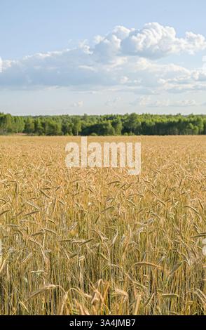 Ampia vista di un campo di grano dorato che si estende verso l'orizzonte sotto un cielo azzurro limpido con nuvole sparse. Ritaglio verticale. Foto Stock