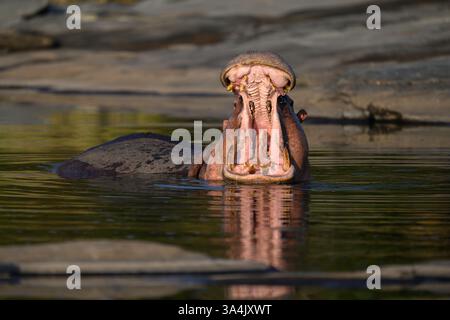 Ippopotamo sbadigliare in una piscina d'acqua, Masai Mara, Kenya, marzo 2025 Foto Stock