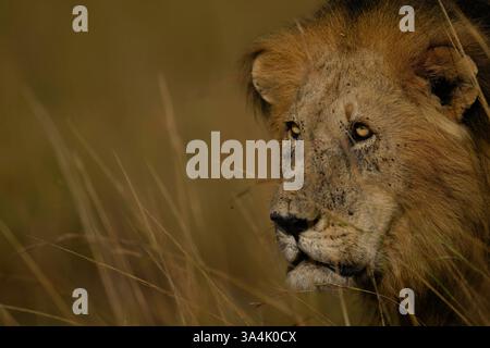 Cloesup face of a male Lion looking in from side of frame, Masai Mara, Kenya, marzo 2025 Foto Stock