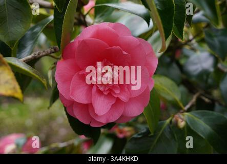 fiore di camelia rosa in fiore. arbusto da giardino fiorito in primavera Foto Stock