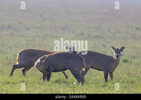 Indian Hog Deer (Axis porcinus), o Indochinese Hog Deer, sulla prateria di Dhikala, Jim Corbett National Park, Uttarakhand, India. Foto Stock
