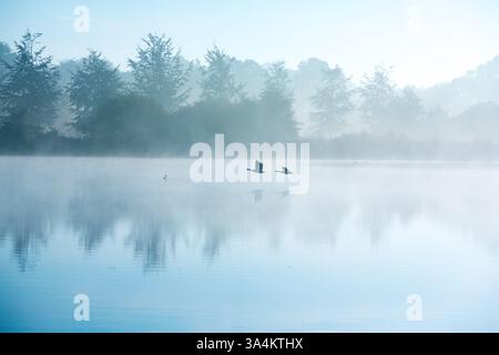 Oche in una mattinata nebbiosa al tramonto con nebbia sullo sfondo e alberi in autunno con colori tenui e un'atmosfera mistica Foto Stock