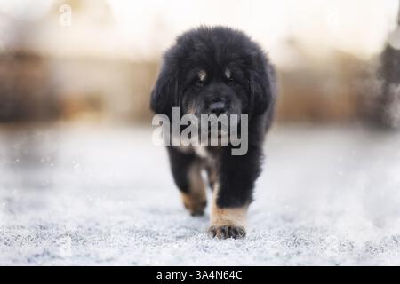 Fare Khyi cucciolo Foto Stock