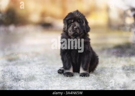 Fare Khyi cucciolo Foto Stock