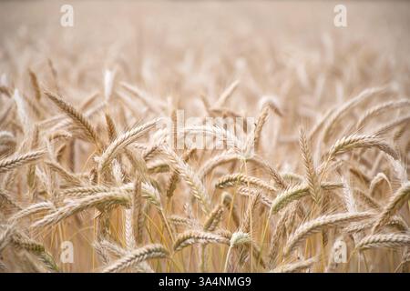 Campo di segale, orecchie di segale mature in estate Foto Stock