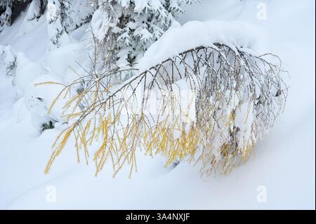 L'albero di arco innevato (Larix decidua) con aghi gialli, mostra resilienza e forza contro il freddo inverno nel popolare Kaiserau, Austria Foto Stock
