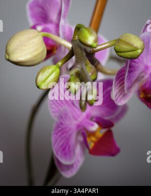 Un primo piano di un ramo di orchidea rosa-viola con delicati fiori e boccioli chiusi Foto Stock