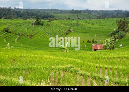 Jatiluwih terrazze di riso, Bali, Indonesia Foto Stock