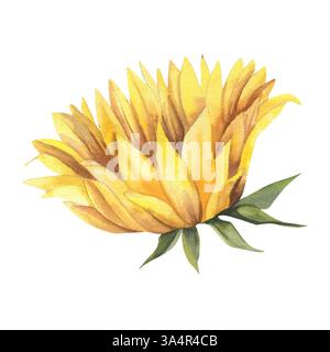 Illustrazione di un acquerello giallo girasole in fiore. Elemento floreale autunnale isolato disegnato a mano, clipart botanico stagionale per poster, cartolina autunnale, etichetta, lo Foto Stock