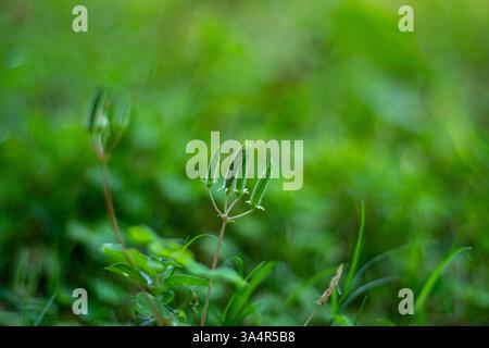 Liquore di legno strisciante. I suoi piccoli fiori gialli o viola fioriscono in gruppi. Questa pianta prospera in aree ombreggiate e umide ed è spesso considerata un'erbaccia Foto Stock