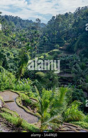 Tegalalang Rice Terraces, Bali, Indonesia Foto Stock
