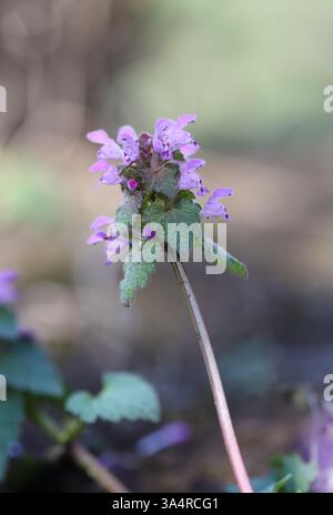 Primo piano di un fiore, ortica morta viola (Lamium purpureum) Foto Stock