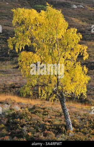 Betulla d'argento (Betula pendula) albero solitario con fogliame in pieno colore autunnale, Glen Strathfarrar, Inverness-shire, Scozia, ottobre Foto Stock