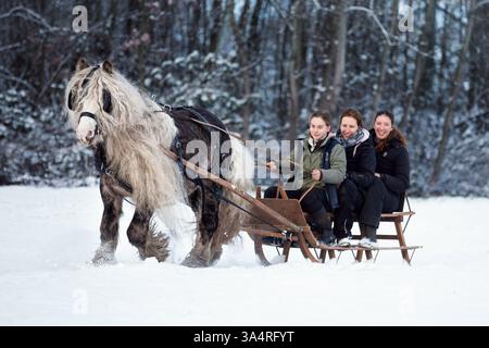 Stallone irlandese di Tinker Foto Stock