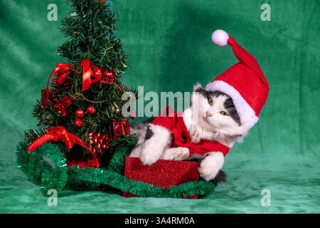Simpatico gattino con cappello e giacca di Babbo Natale in una confezione regalo su una morbida coperta verde vicino all'albero di Natale Foto Stock