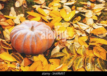 Zucca di muschio adagiata su foglie gialle cadute. Foto Stock