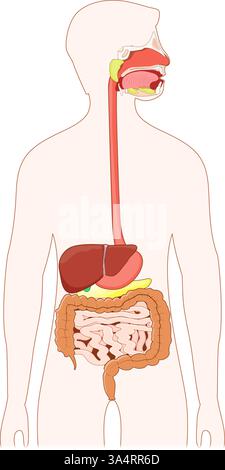Apparato digerente. Anatomia del tratto gastrointestinale umano dall'esofago, dalle ghiandole salivari e dal fegato, allo stomaco, al pancreas e alla cistifellea, all'intestino Illustrazione Vettoriale