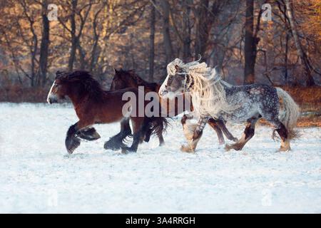 Irlandese Tinker Foto Stock