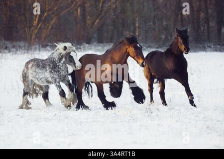 Irlandese Tinker Foto Stock