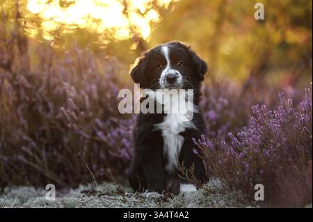 Pastore americano in miniatura Puppy Foto Stock