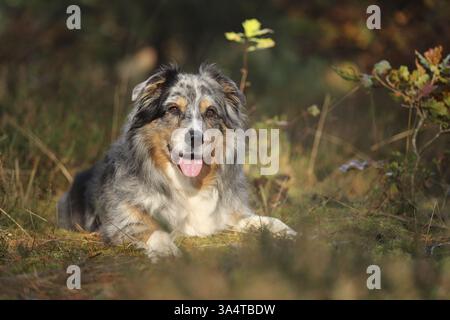 Blu-merle Australian Shepherd Foto Stock