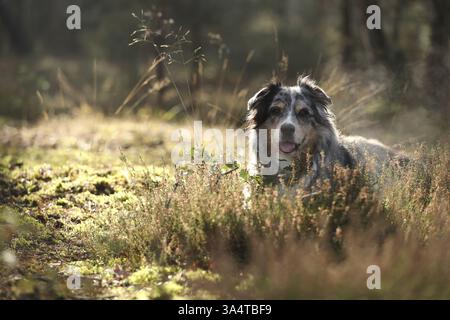 Blu-merle Australian Shepherd Foto Stock